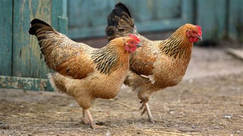 T­a­v­u­k­l­a­r­ı­n­ ­Ş­a­ş­ı­r­t­ı­c­ı­ ­D­e­r­e­c­e­d­e­ ­‘­İ­n­s­a­n­s­ı­’­ ­Y­e­t­i­l­e­r­e­ ­S­a­h­i­p­ ­O­l­d­u­k­l­a­r­ı­ ­O­r­t­a­y­a­ ­Ç­ı­k­t­ı­